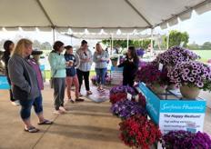 Surfinia Heavenly Group display